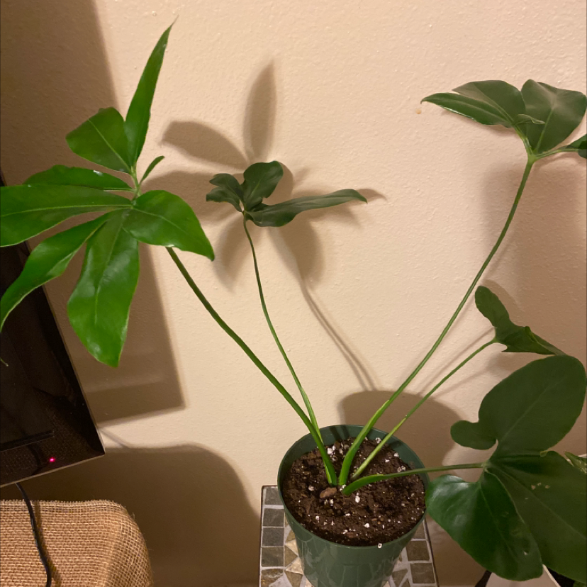 Monstera plant photo by @KimmieChi named Star on Greg, the plant care app.
