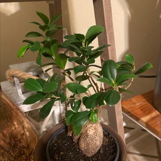 Ficus Ginseng plant in New Orleans, Louisiana