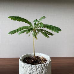 Little Tree Plant plant