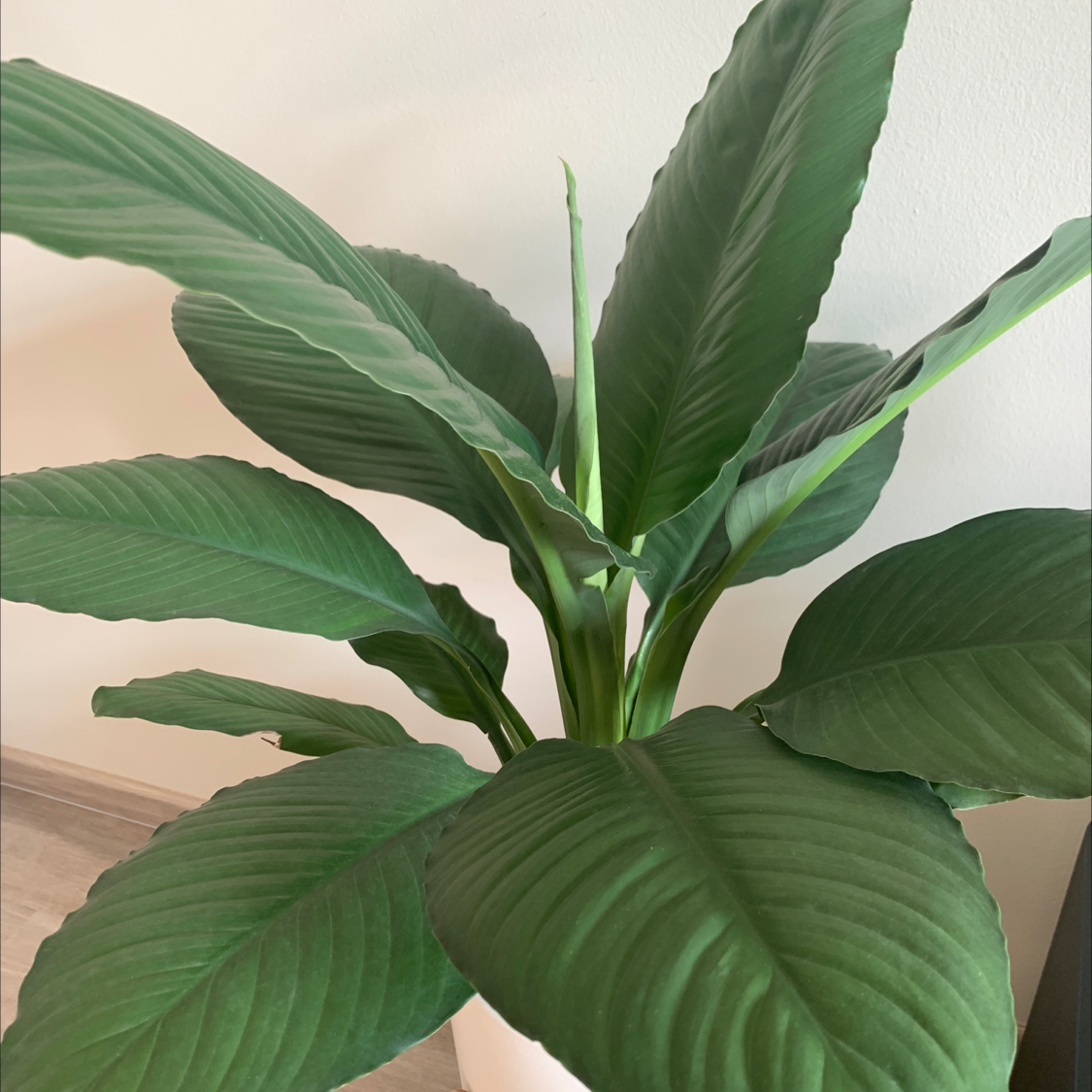 Healthy Sensation Peace Lily with large, dark green leaves.