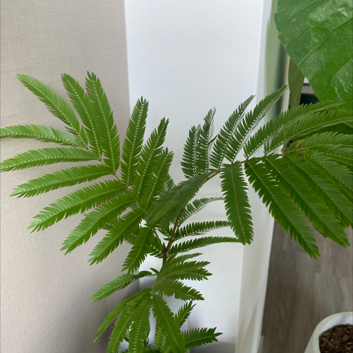 Photo of the plant species Everfresh Tree by Arianna named Precious on Greg, the plant care app