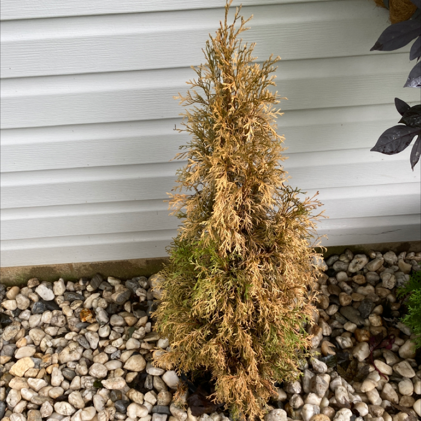 What Do I Do About Emerald Green Arborvitae Root Rot?