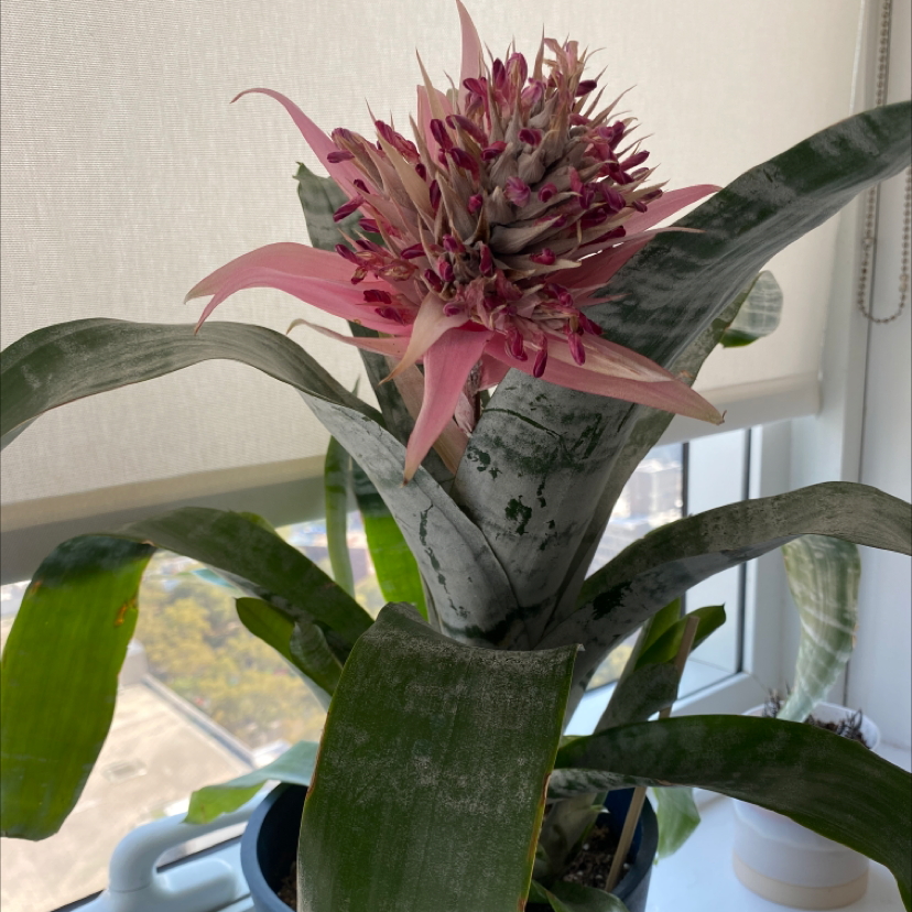 Photo of the plant species Pink Vase Plant by Jeffrey named Bromeliad Aechmea Pink - Indigo on Greg, the plant care app