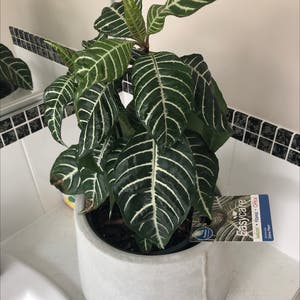 Zebra Plant plant photo by Emma named Marty 🦓 on Greg, the plant care app.