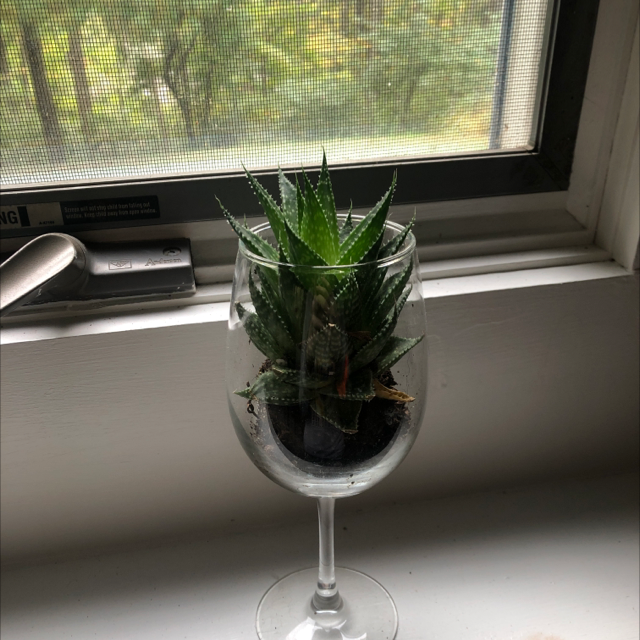 Zebra Plant plant photo by @errblakeee named Walt on Greg, the plant care app.