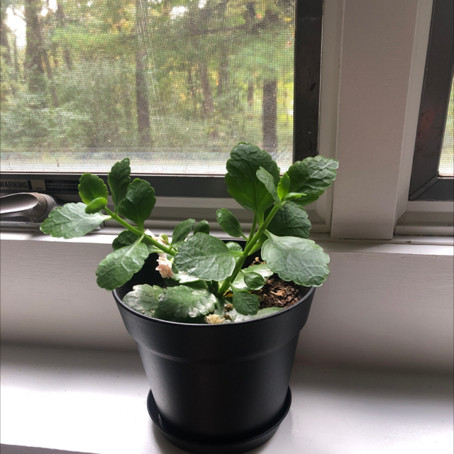 Florist Kalanchoe plant photo by @errblakeee named Plato on Greg, the plant care app.