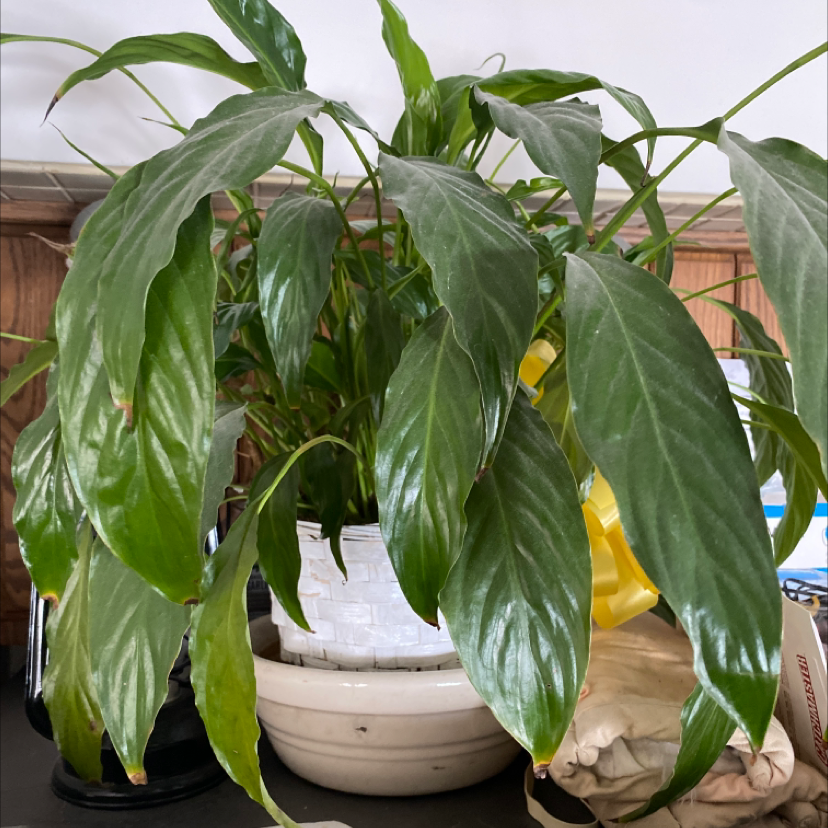Peace Lily plant photo by @KaeB named Grandaddy on Greg, the plant care app.