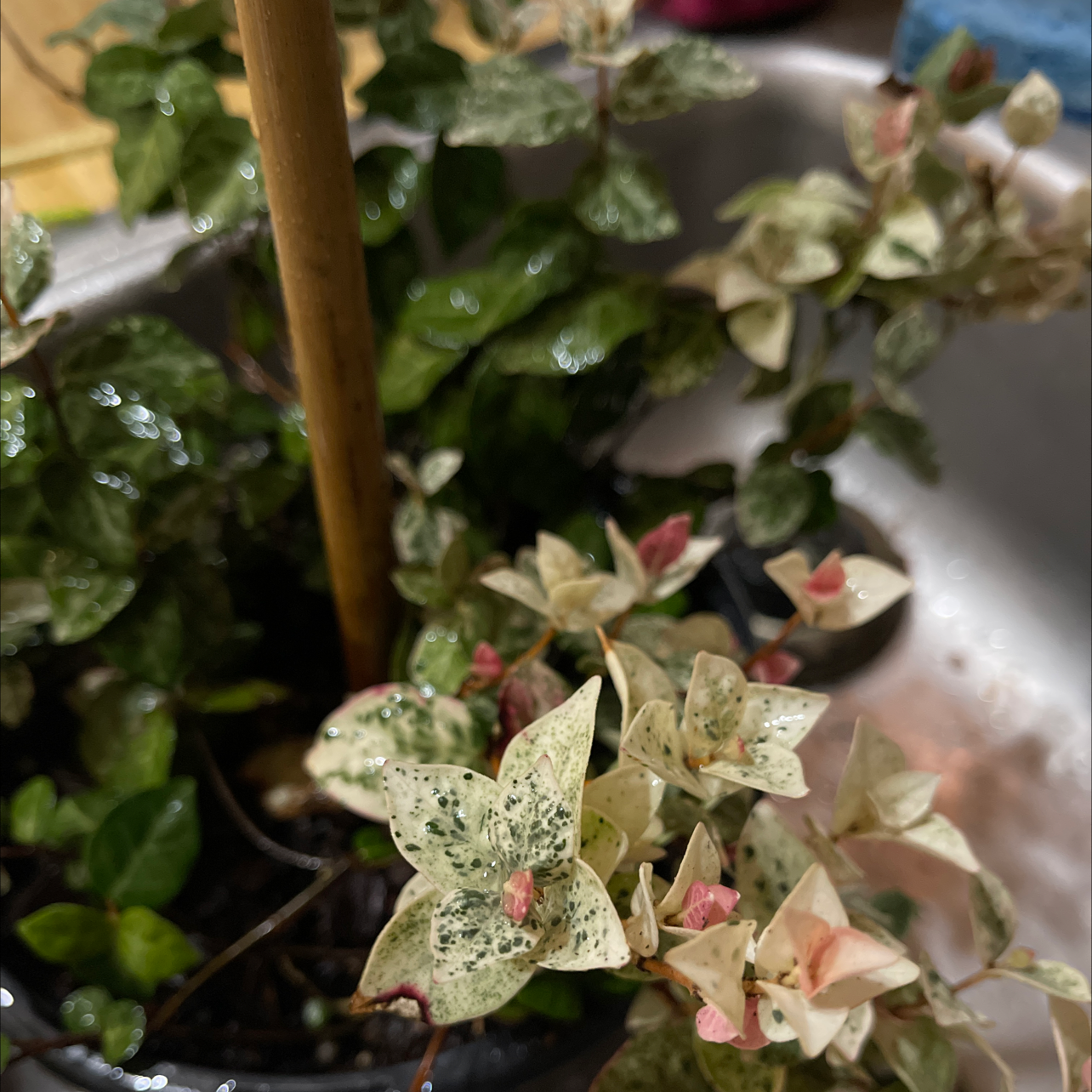 Asian Jasmine plant with variegated leaves and black spots, supported by a wooden stick in a pot.