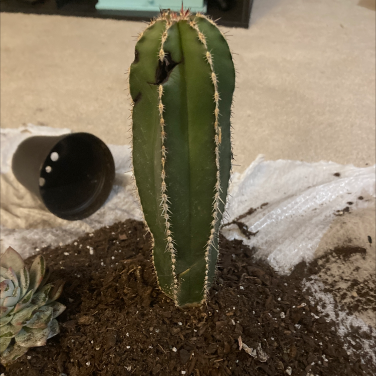 Mexican Fence Post Cactus plant photo by Stephen named Caki on Greg, the plant care app.