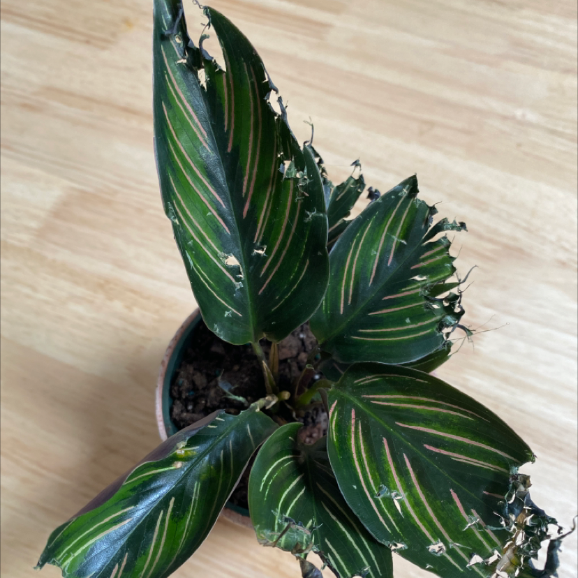 Calathea 'Beauty Star' plant with damaged leaf edges in a pot with visible soil.