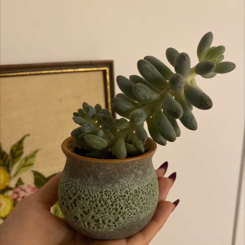 Pachyphytum Baby Finger succulent in a small pot, held by a hand.