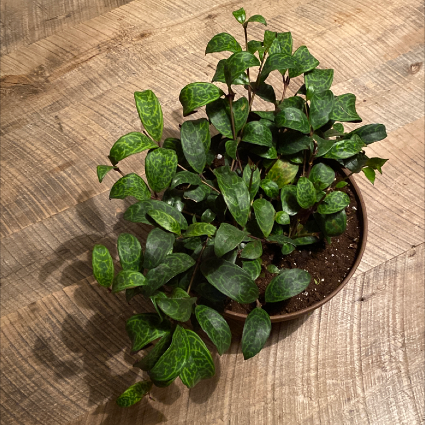 Photo of the plant species Lipstick Plant by Kimberly named Marilyn on Greg, the plant care app