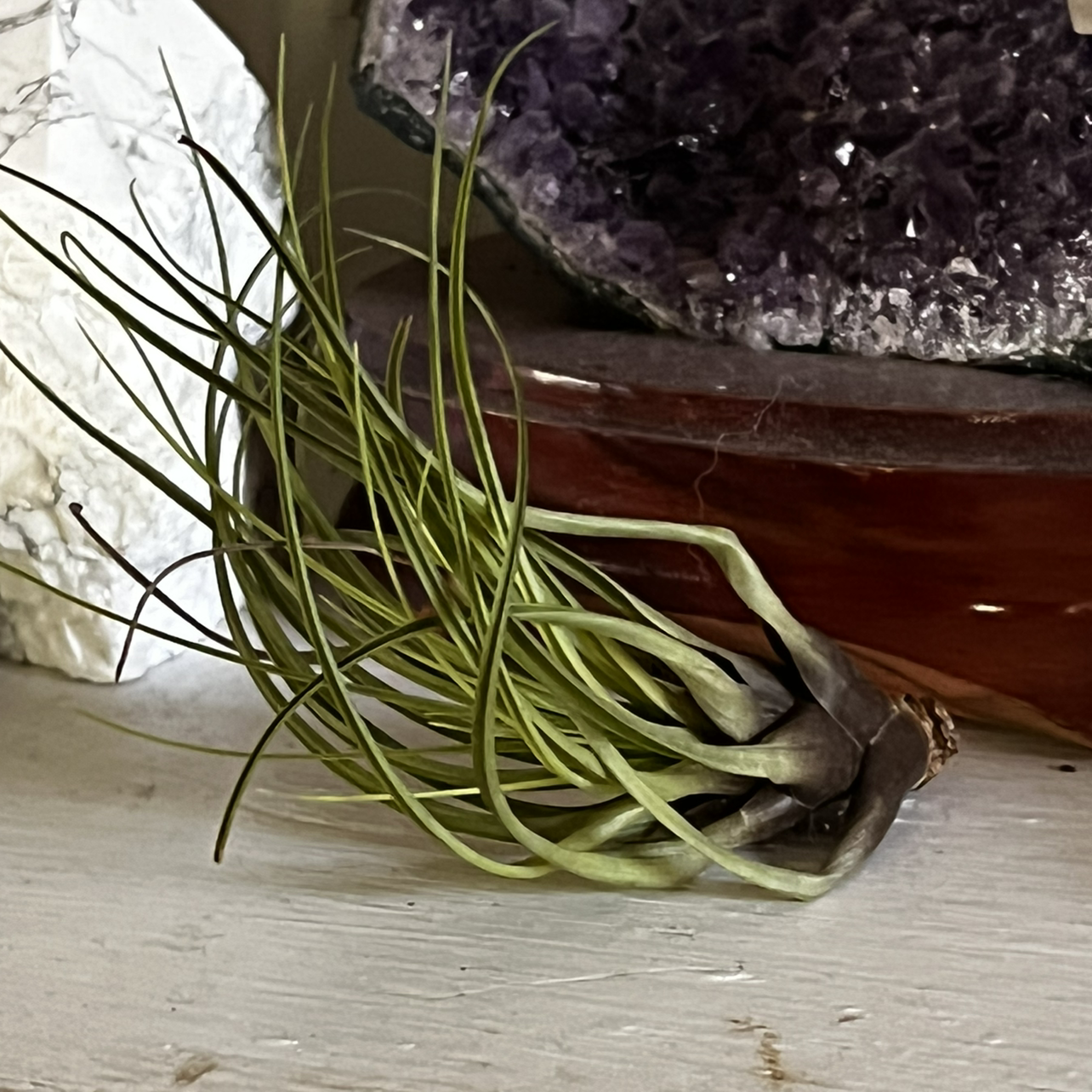 Photo of the plant species Buckhorn Plantain by @dax.hole named Moe on Greg, the plant care app