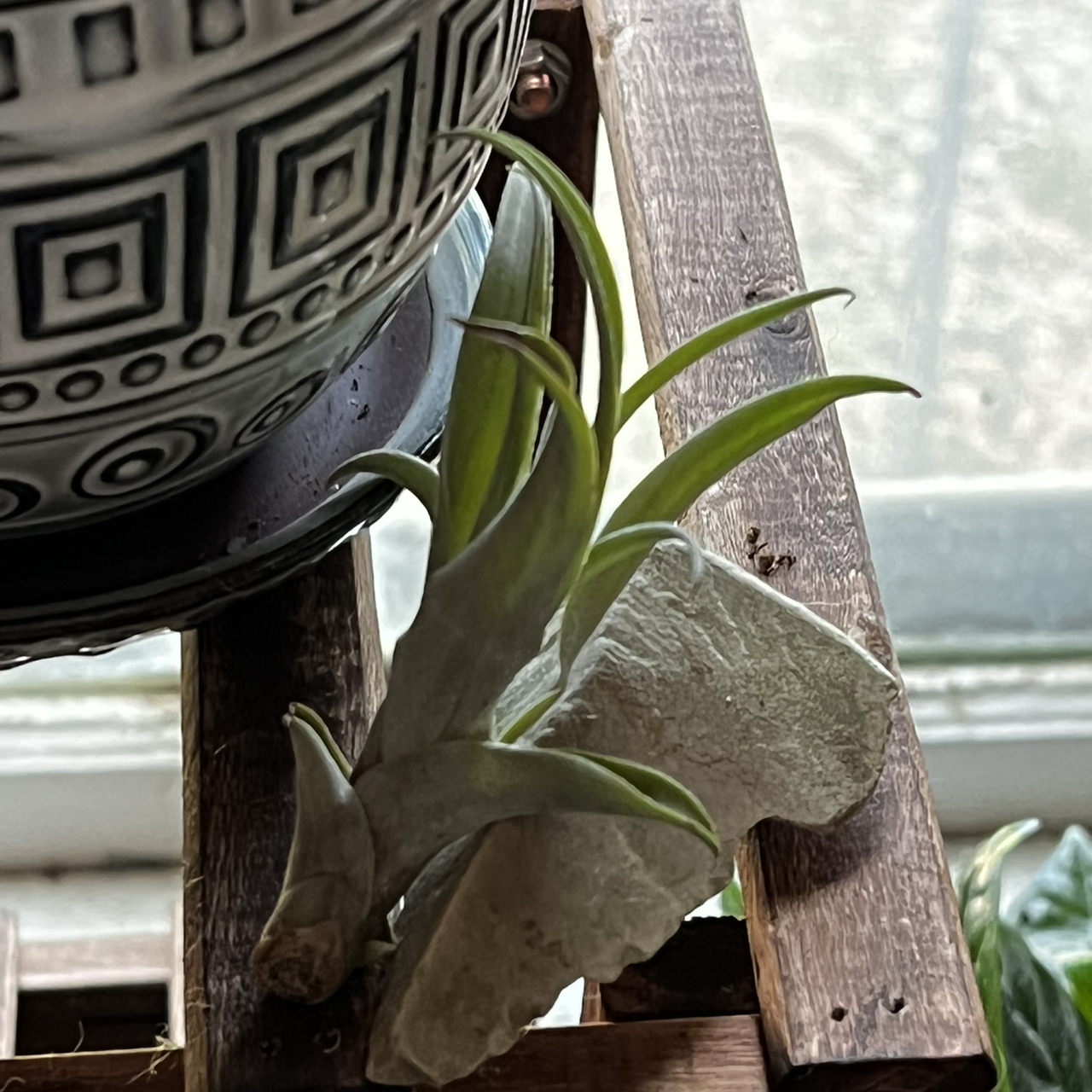 Fishbone Air Plant on a wooden surface next to a decorative pot.