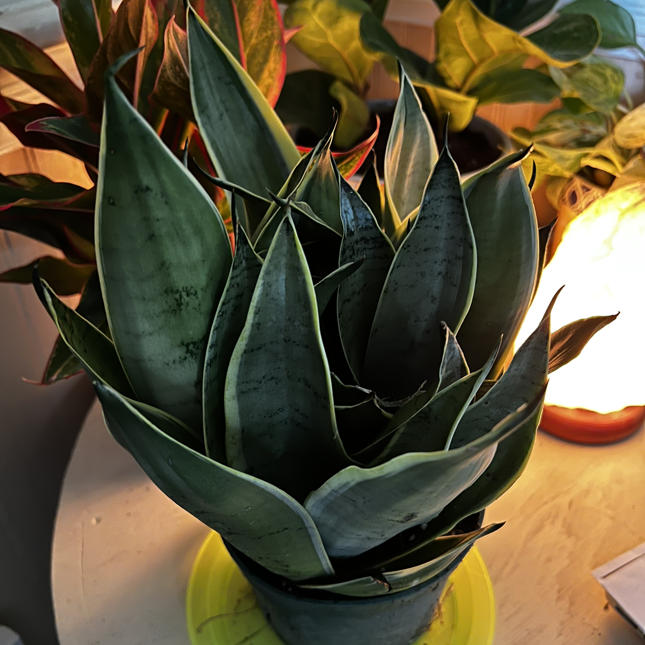 Sansevieria Night Owl plant with dark green leaves and lighter edges, appears healthy.