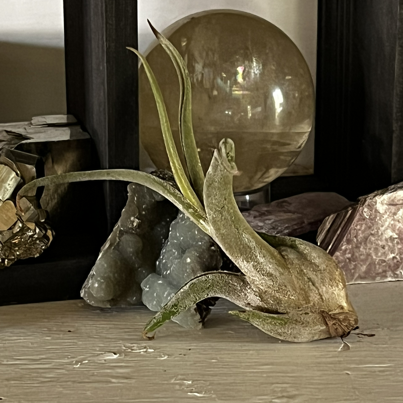 Bulbosa Air Plant on a surface with various objects in the background.