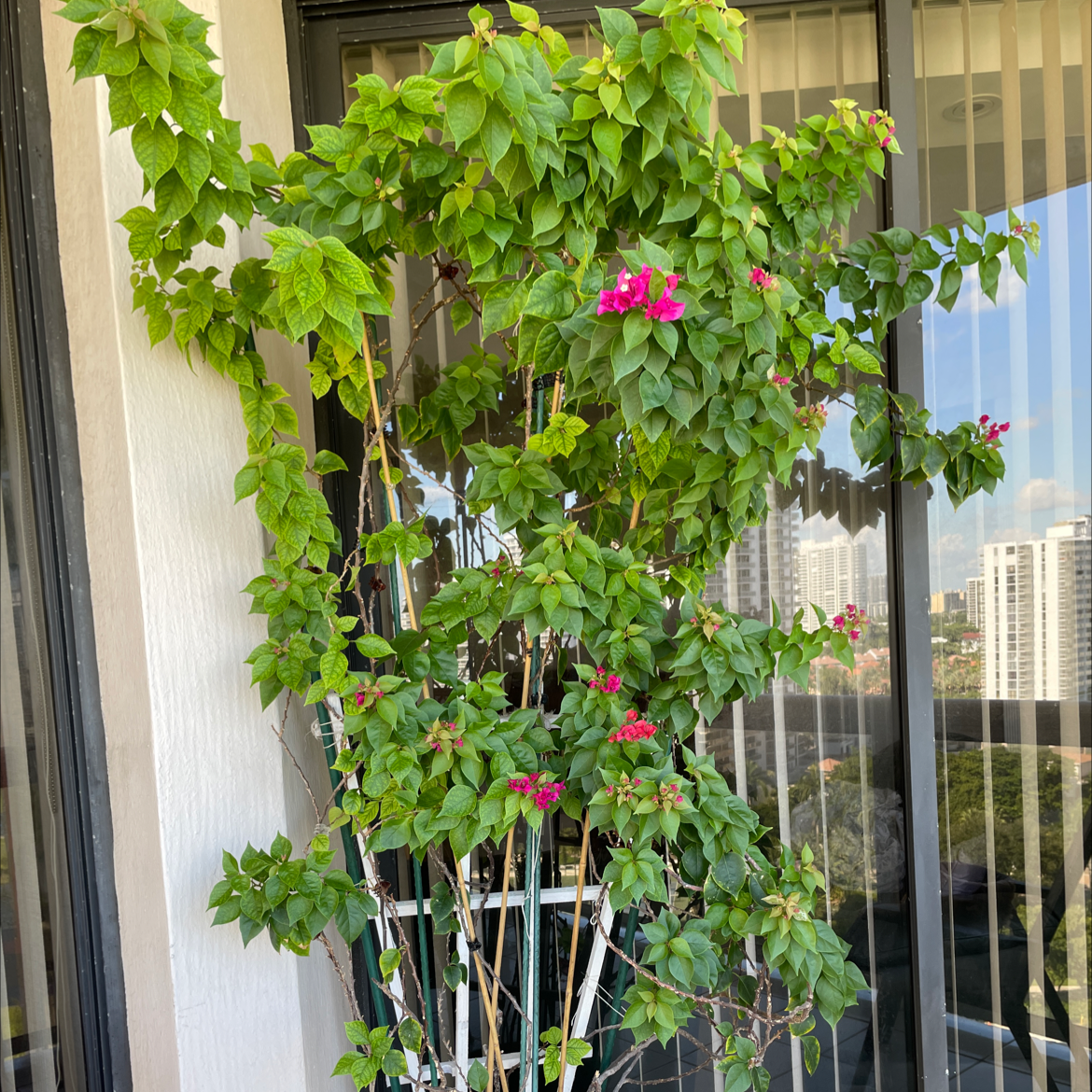 Lesser Bougainvillea plant with green leaves and pink flowers, well-framed and centered.