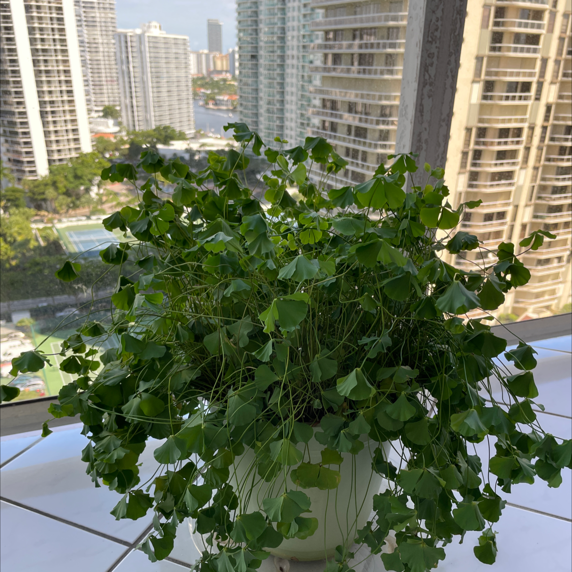 Plant care for Hairy Pepperwort on Greg, the plant care app