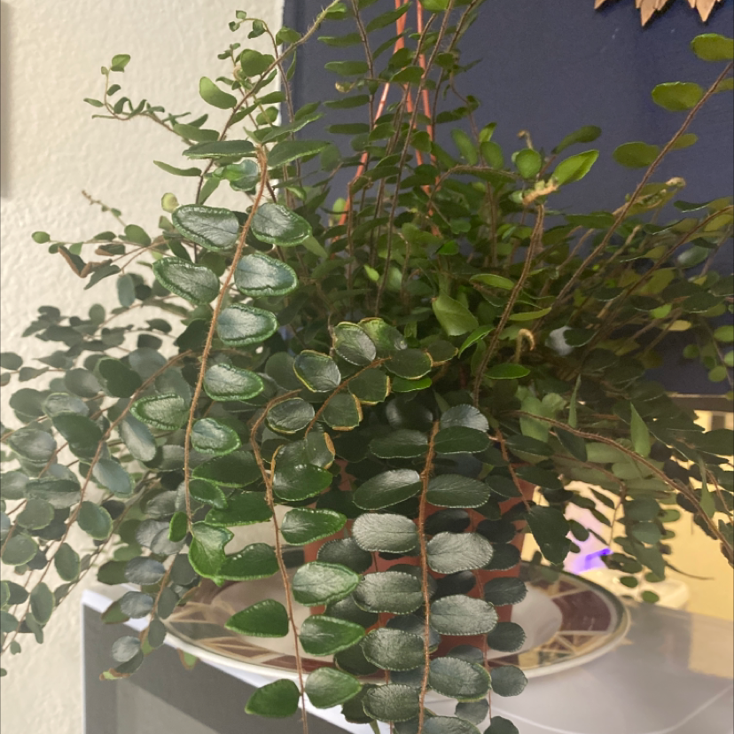 Pellaea rotundifolia plant with healthy green leaves in a pot on a shelf.