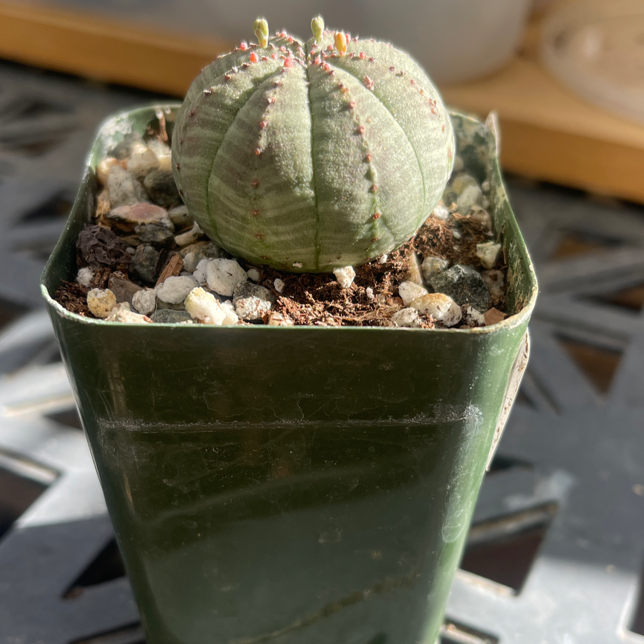 Photo of the plant species Bishop's Cap Cactus by Kaz named Euphorbia obesa Baseball Plant on Greg, the plant care app