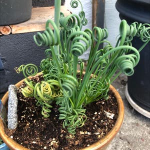 Corkscrew Albuca plant photo by Chris named Curly on Greg, the plant care app.
