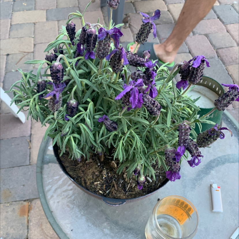 Potted lavender plant with purple flowers, some wilted, on a glass table outdoors.