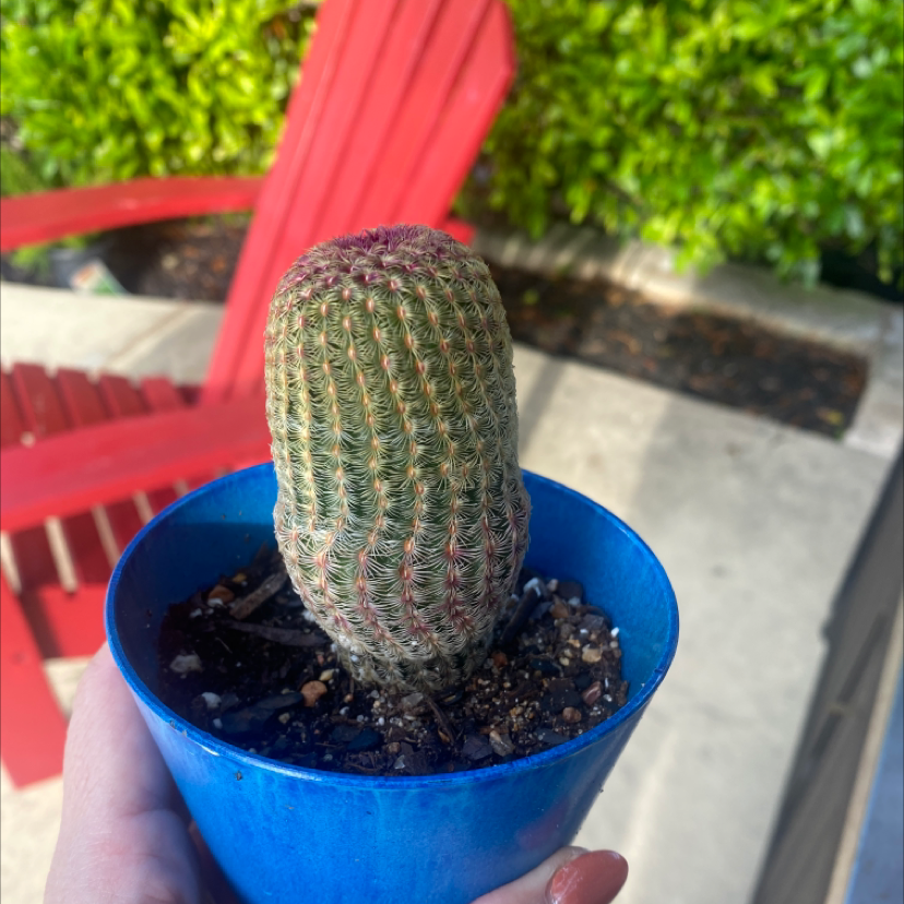 Comb Hedgehog Cactus in a blue pot held by a hand, with a red chair and greenery in the background.