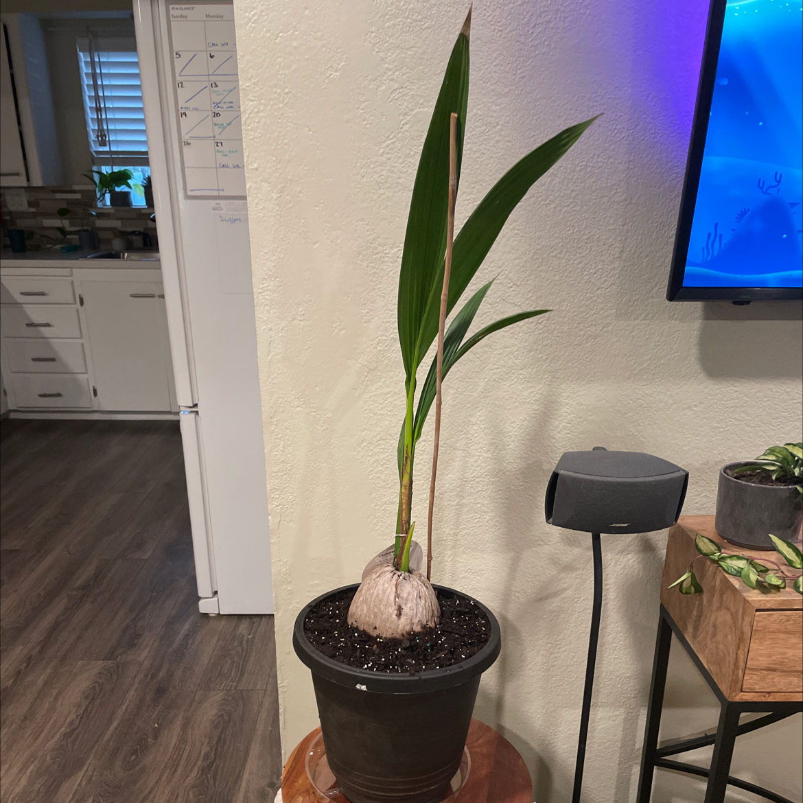 Indoor coconut plant in a pot with green leaves and visible soil.
