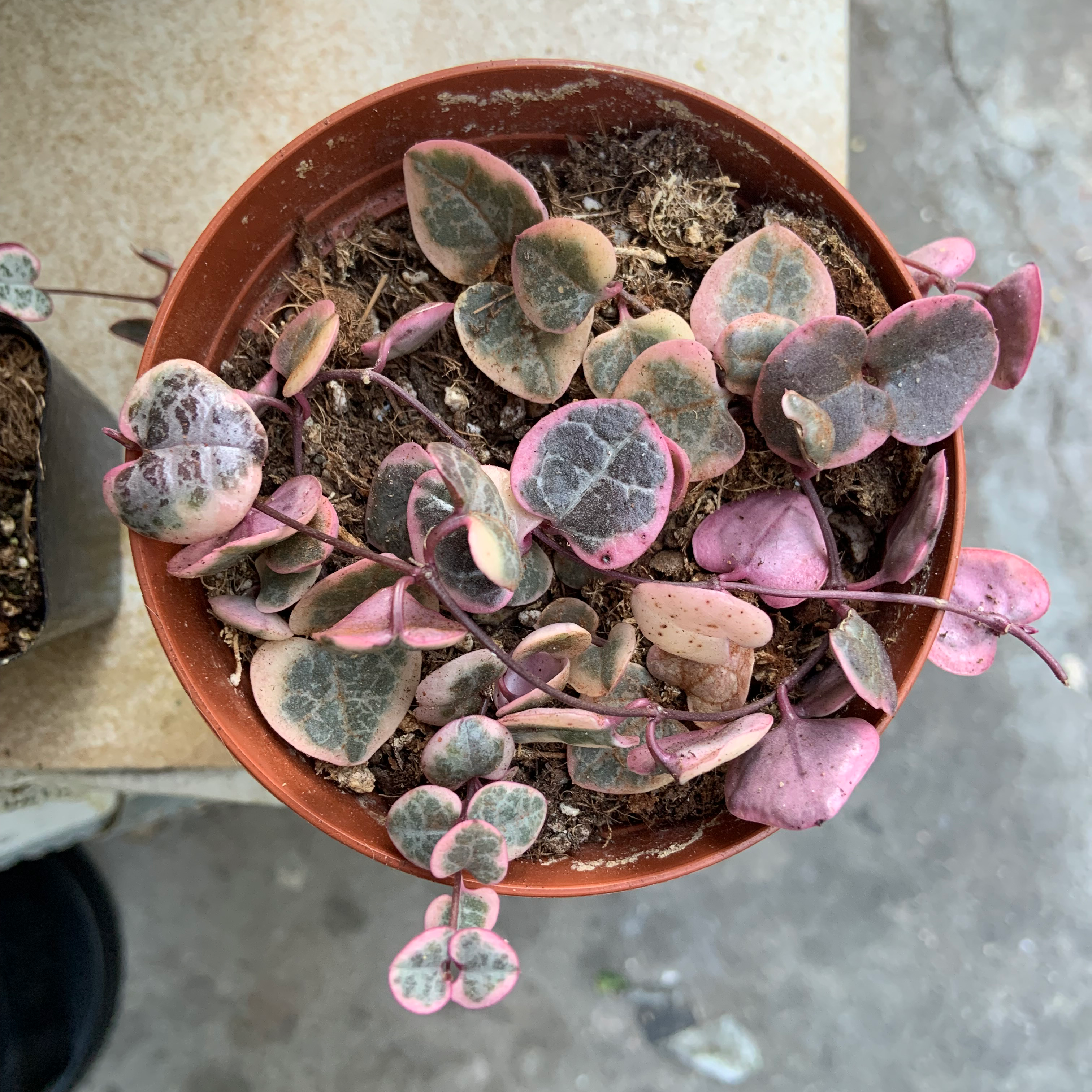 Variegated string of hearts plant in a small pot with heart-shaped leaves in green, pink, and purple hues.