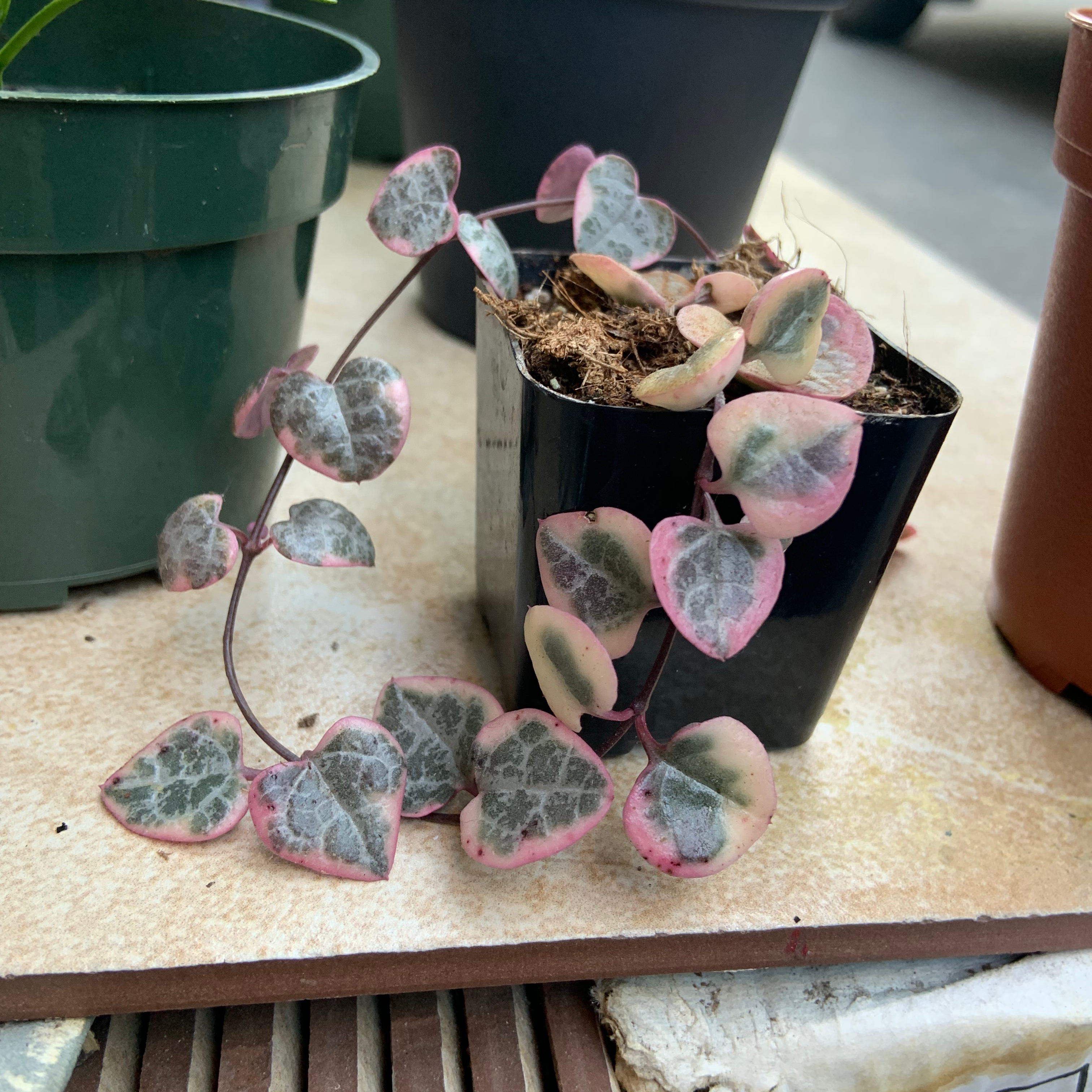 Variegated string of hearts plant in a small black pot with visible soil.