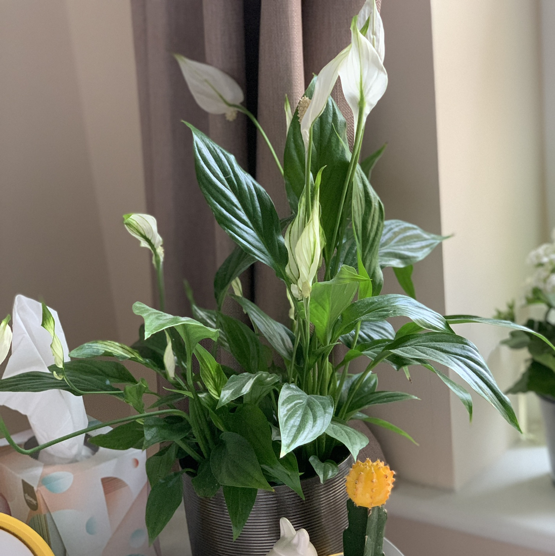 Peace Lily plant photo by @soph3b named Peace lily on Greg, the plant care app.