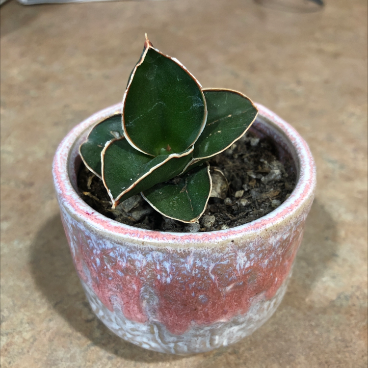 Samurai Dwarf Snake Plant in a small pot with visible soil and some browning on leaf edges.