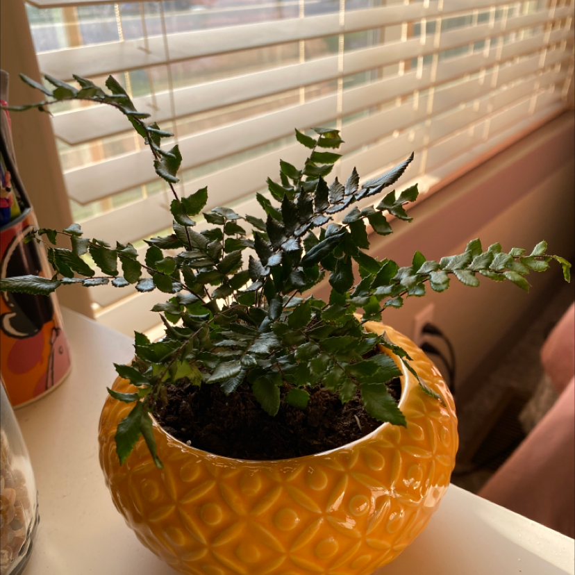 Photo of the plant species Sickle Fern by Alyssa named Daphne on Greg, the plant care app