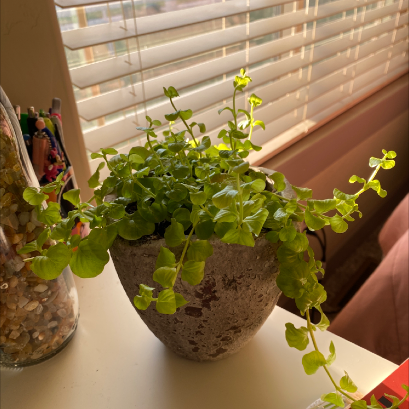 Potted Creeping Jenny plant on a table near a window with blinds.