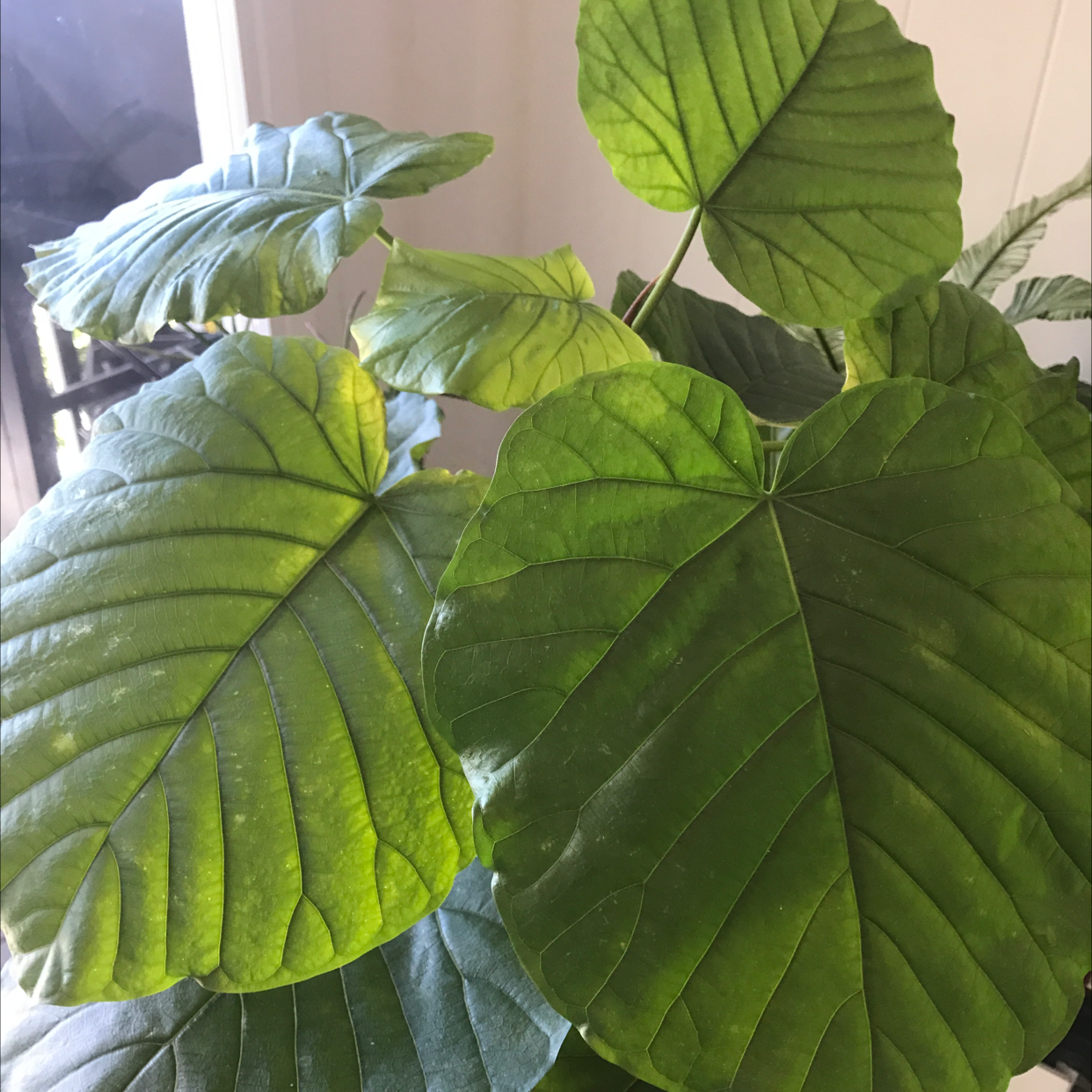 Ficus umbellata plant with large green leaves, slight yellowing at edges.