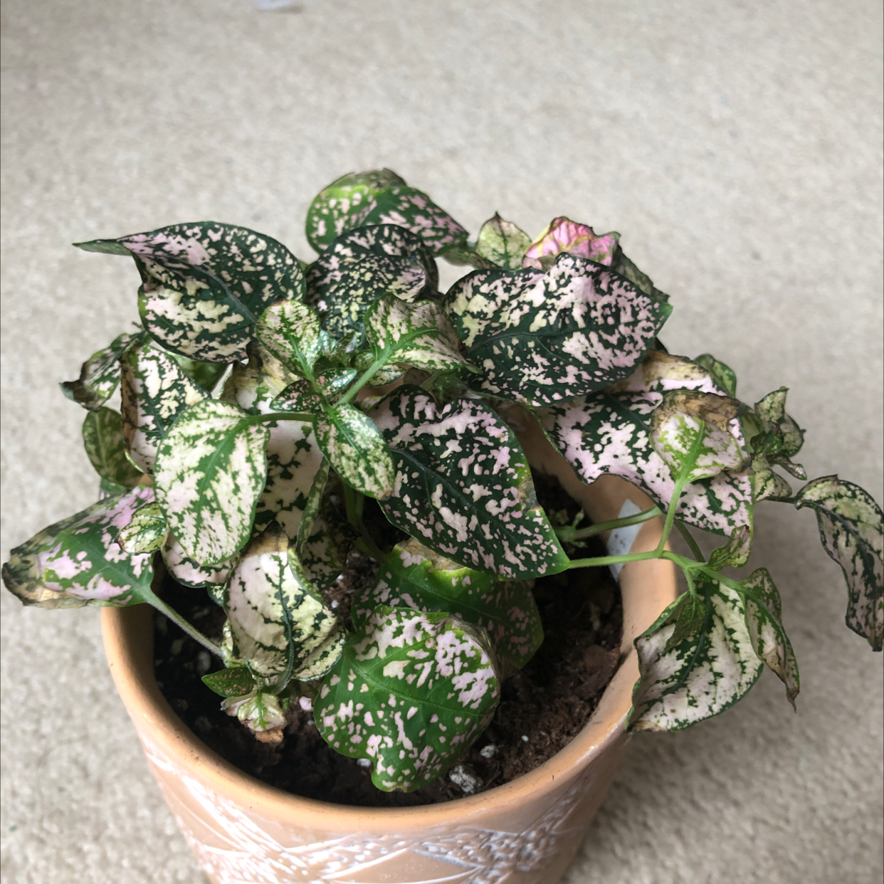 Polka Dot Plant plant photo by Hayden named Scarlett on Greg, the plant care app.