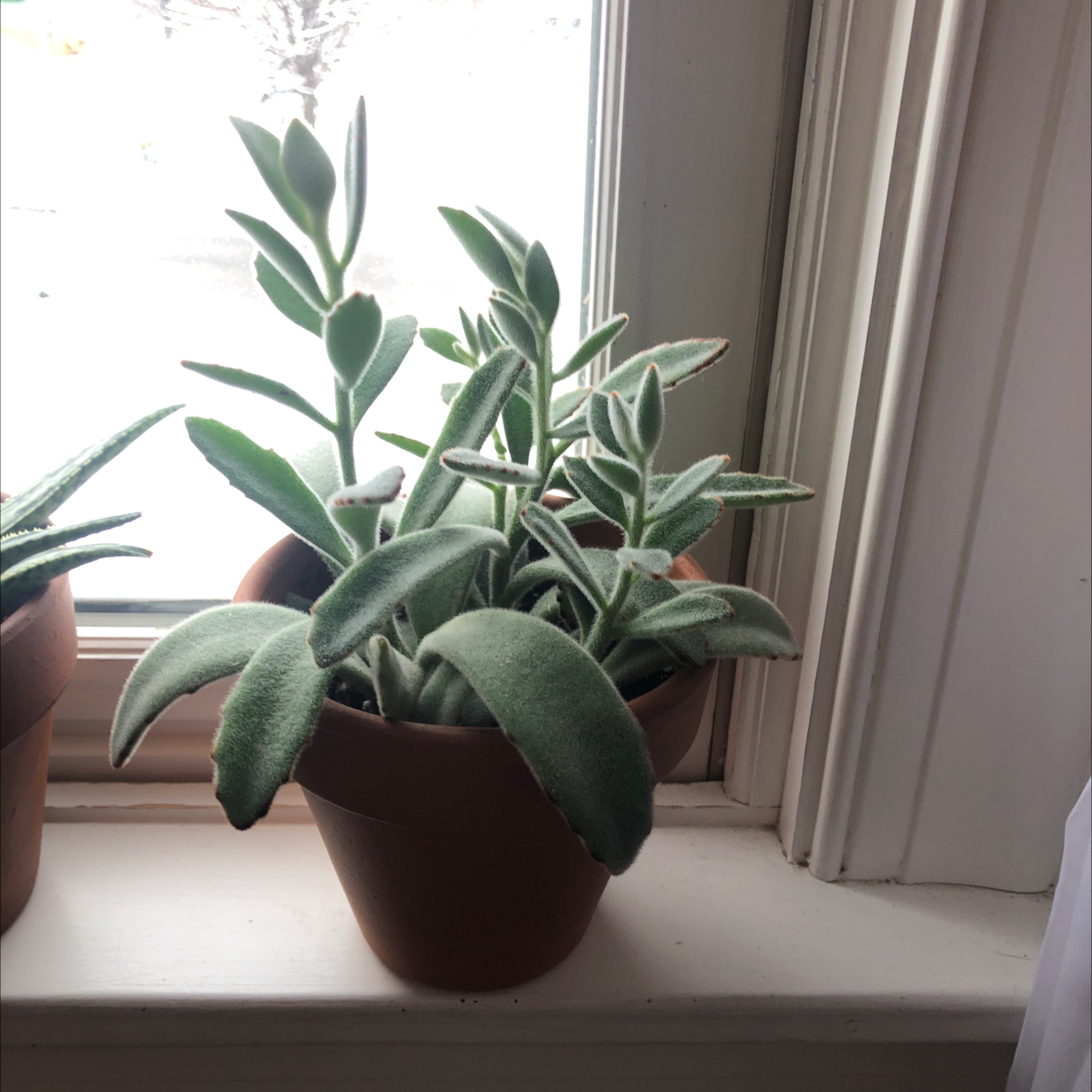 Panda Plant plant photo by Hayden named Scott on Greg, the plant care app.