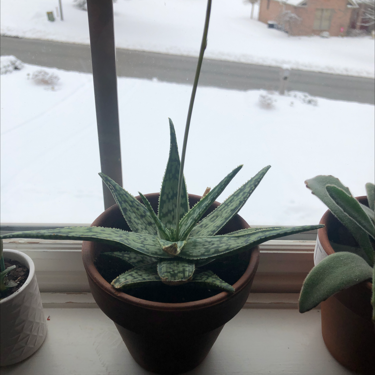 Broad-Leaved Aloe plant photo by Hayden named Steve on Greg, the plant care app.