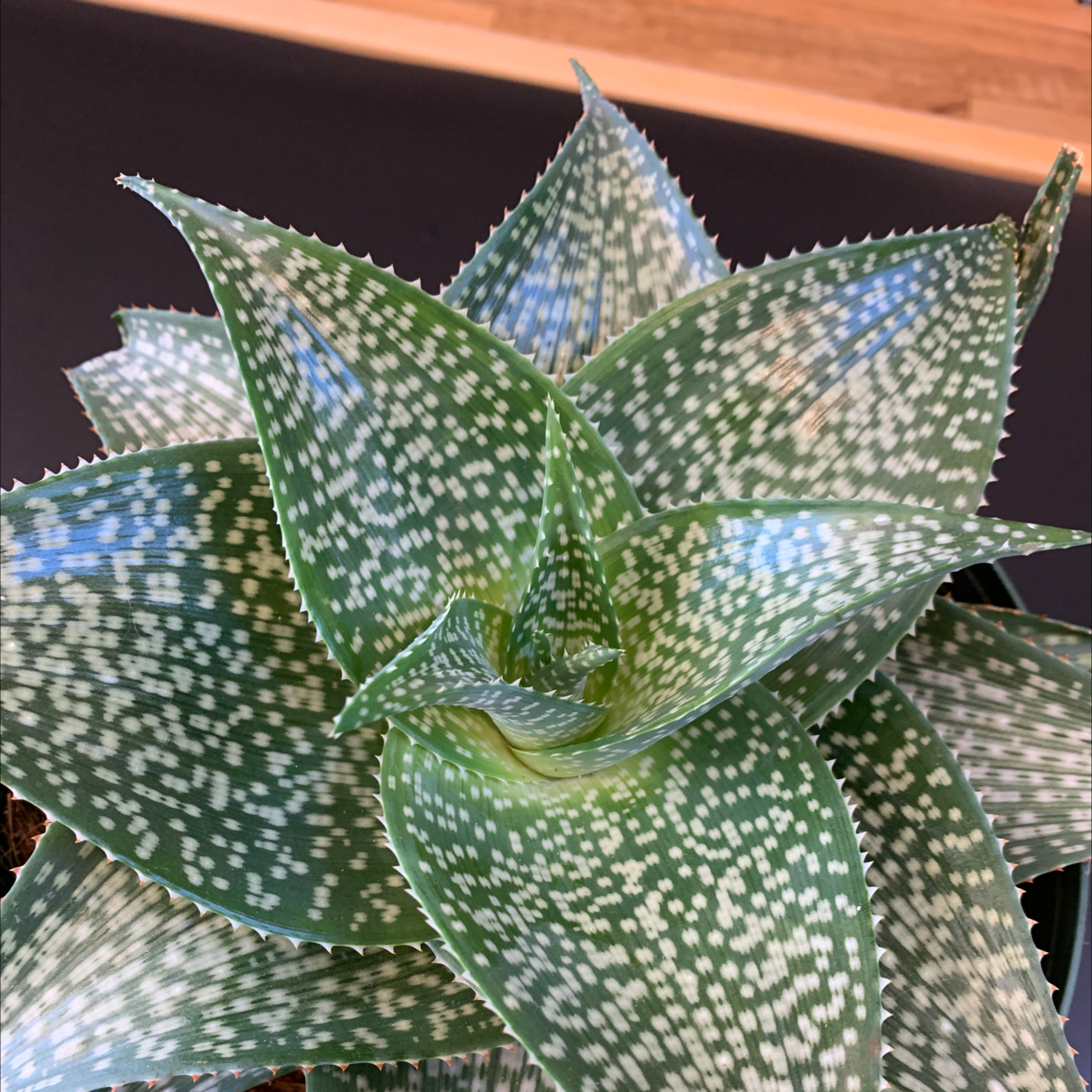 Broad-Leaved Aloe plant with green leaves and white spots, well-focused and healthy.