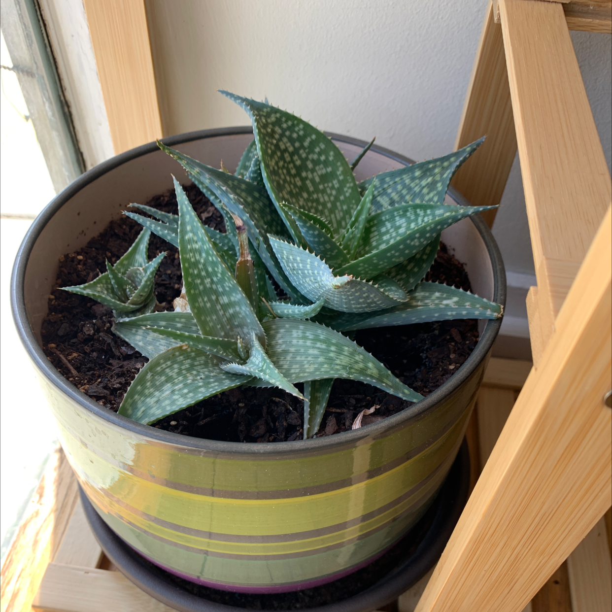 Broad-Leaved Aloe plant in a pot on a wooden shelf, appears healthy.