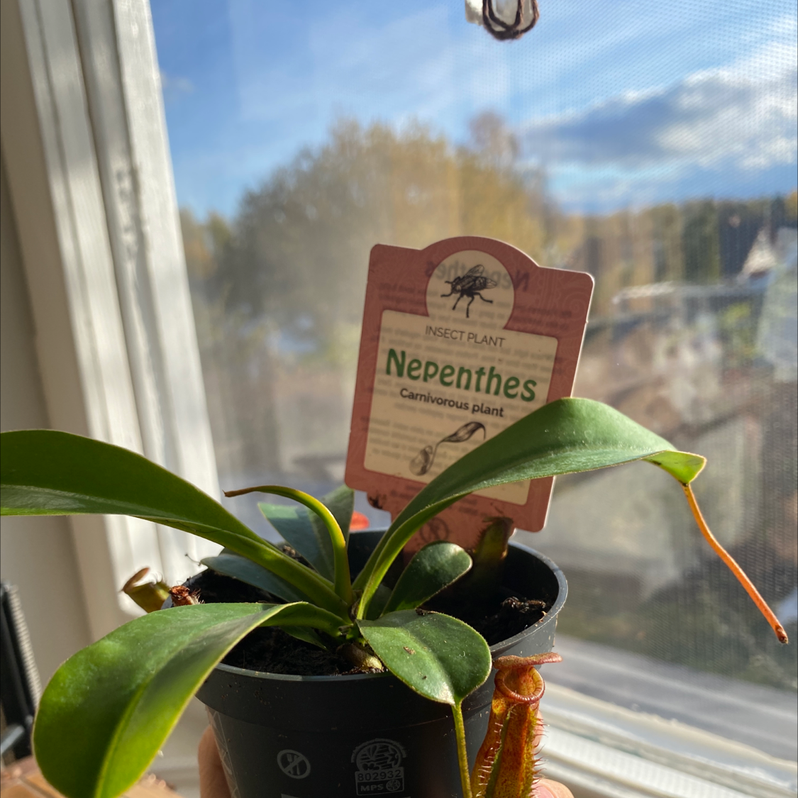 Photo of the plant species Nepenthes inermis by Liv named Nepnths on Greg, the plant care app