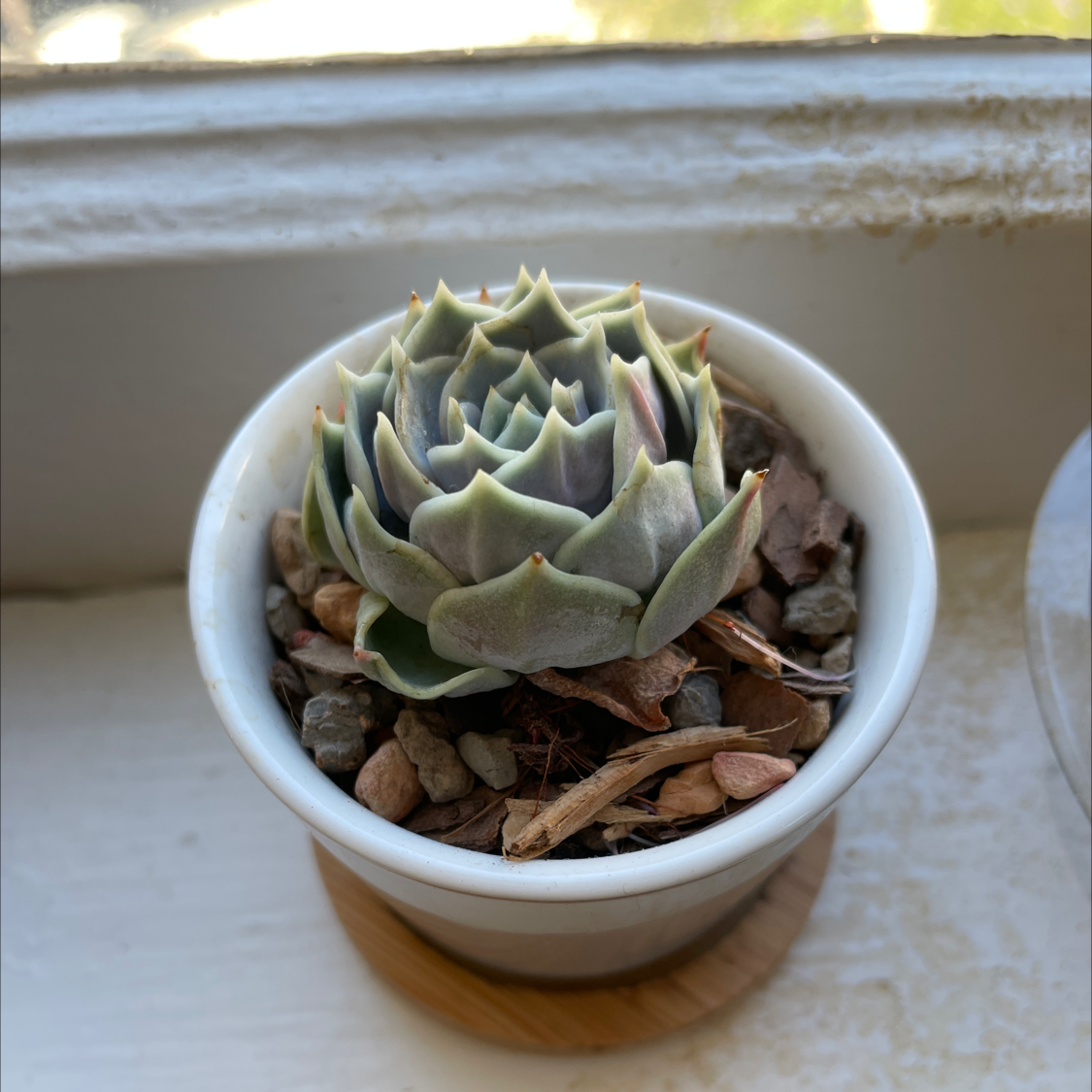 Echeveria 'Lola' succulent in a white pot with visible soil, well-framed and in focus.