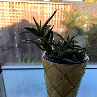 Tiger Tooth Aloe plant in Sunnyvale, California