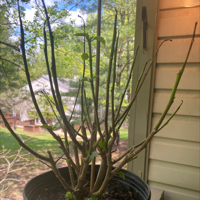 Potted Chinese Hibiscus plant with sparse foliage and bare stems in an outdoor setting.