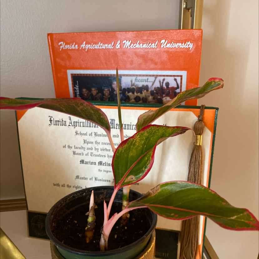 Aglaonema 'Pink Splash' plant in a pot with a certificate and book in the background.