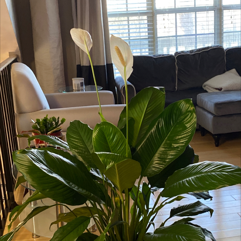 Peace Lily plant photo by Marion named Rozelle on Greg, the plant care app.