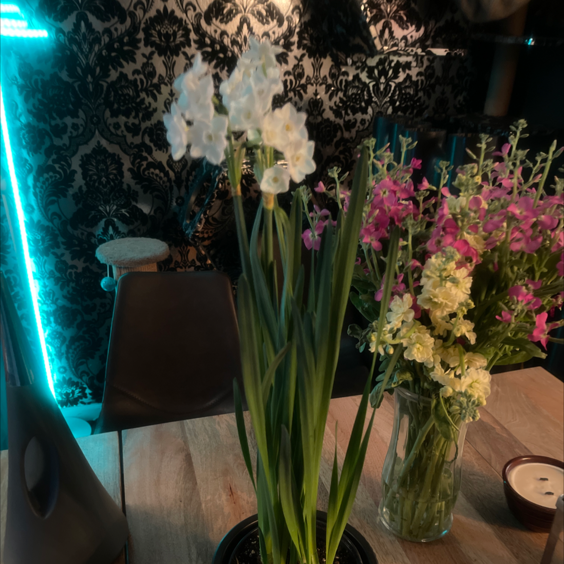 Paper White Narcissus plant with white flowers and green leaves on a wooden table indoors.