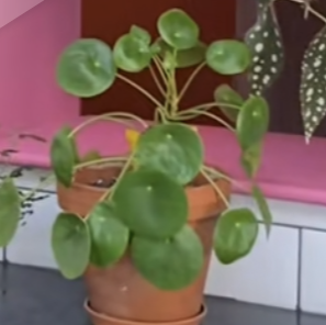 Chinese Money Plant plant photo by Katie named Pilea on Greg, the plant care app.