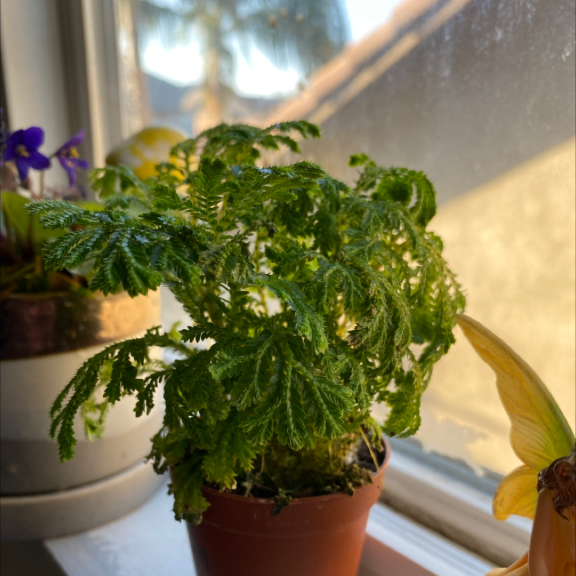 Photo of the plant species Club Moss by Nolan named leslie on Greg, the plant care app