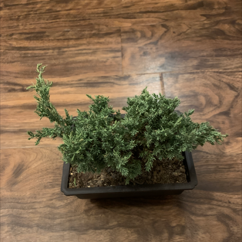 Photo of the plant species Creeping Juniper by @Grizzi named Denali on Greg, the plant care app